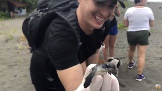 Releasing Baby Sea Turtles in Costa Rica!