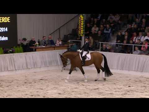 Valverde Hengstvorführung 2019