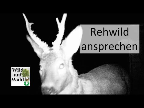 🦌11 Beispiele, um das Ansprechen von Rehwild zu üben - im Frühling und Frühsommer