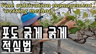 비닐하우스 필름을 계속 사용하는 비법 How to keep using vinyl house film