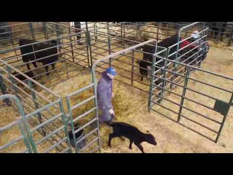 Virtual Tour - Calving Barn