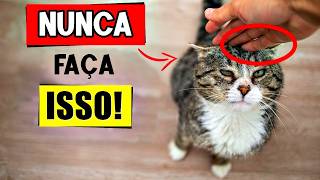 10 Coisas que os gatos ODEIAM ainda mais do que serem PEGOS NO COLO! 💔