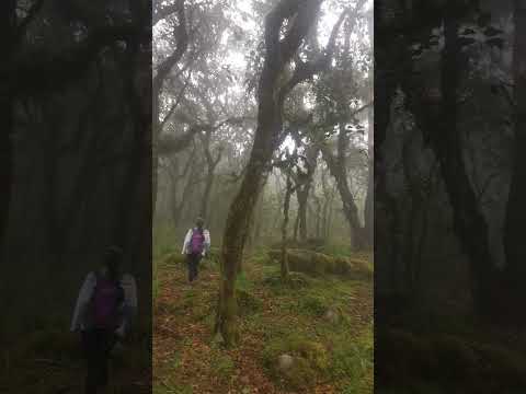 Eres única en el mundo 💔.#trekking #bolivia #k'omerkocha#cochabamba #turismo #Tiraque