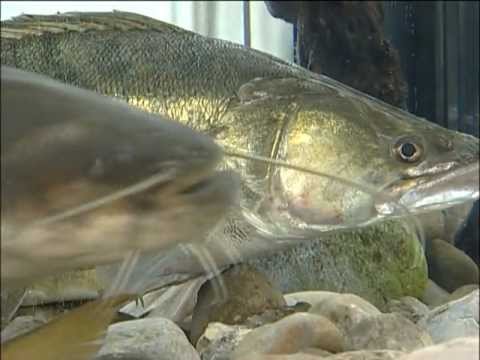 LFV, Fische und Fischerei, Teil 5, Waller, Neunaugen, Krebse, Kleinfische u. Sumpfschildkröte