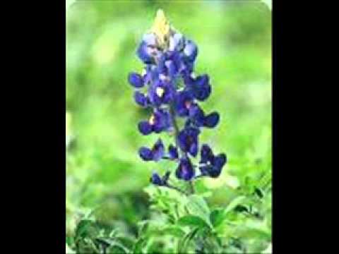 Red and Rio Grande.wmv