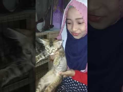 kucing2 yatin..... terbuang