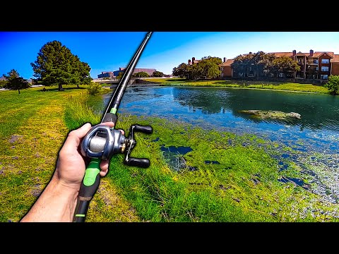 Pond Hopping for Suburban Bass! (My Top 3 FAVORITE Lures for FALL)