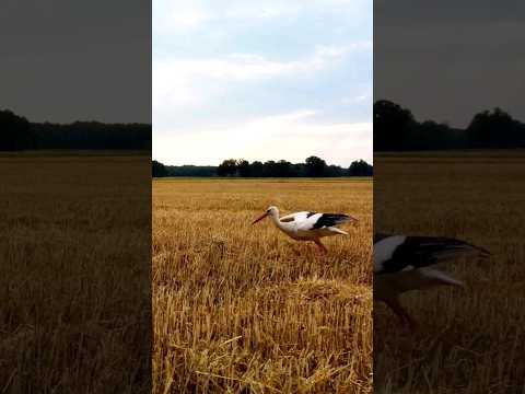 Bocian 🖐Towarzysz żniw 🔥 Bociek na polu 🖐 Żniwa 2023 🔥 #bocian #bociany #lato #żniwa2023
