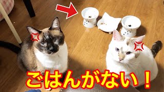 ごはんをおねだりする圧がすごいネコ