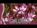 A Simple Guide to Growing GAURA! (Oenothera lindheimeri) 