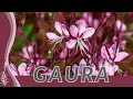 A Simple Guide to Growing GAURA! (Oenothera lindheimeri) "Wandflower" "Indianfeather" 🌸🏡🐝