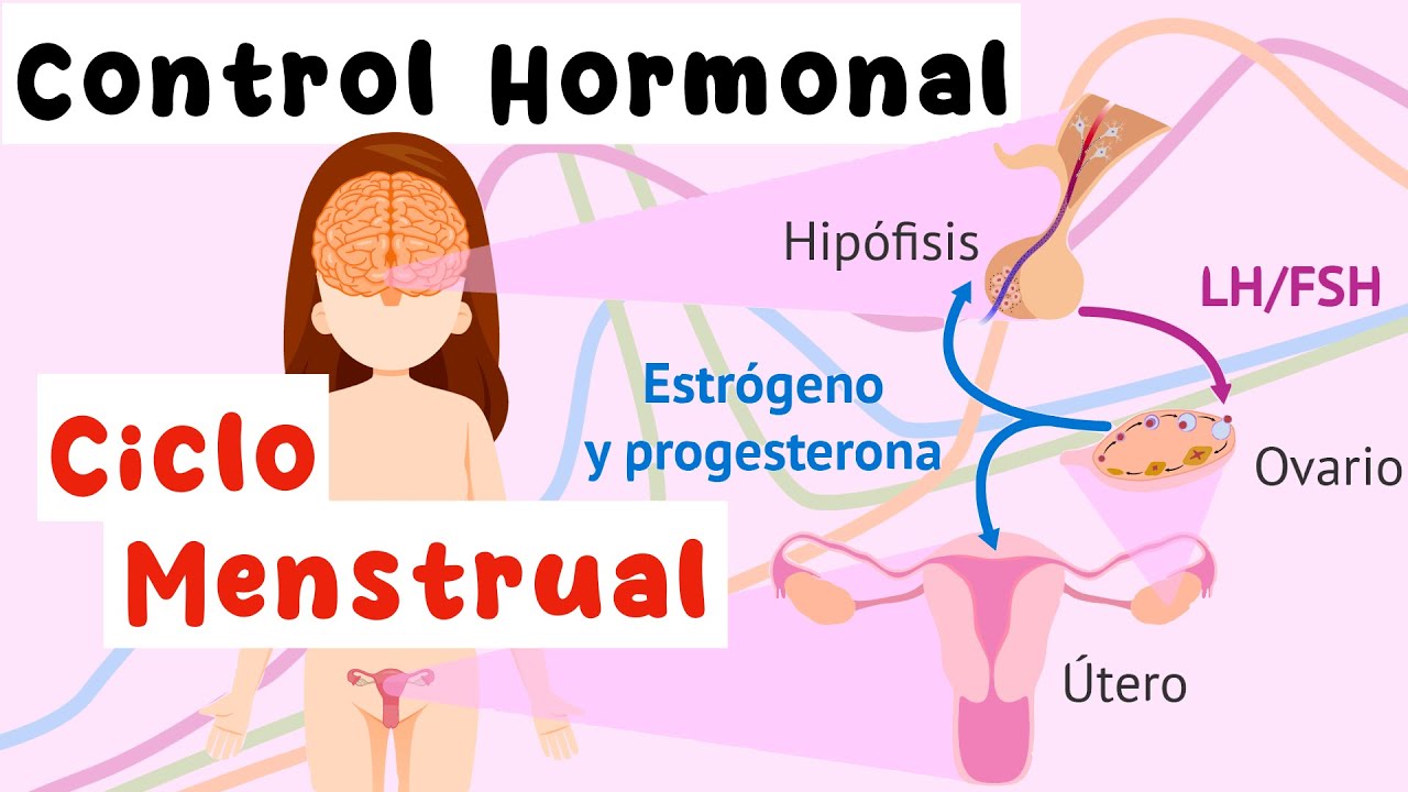 Control hormonal del ciclo menstrual: Eje hipotálamo-hipófisis-gónada