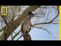 Snake Vs Roadrunner Face Off National Geographic
