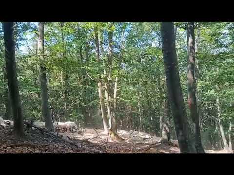 Am întâlnit o turmă de oi în pădure