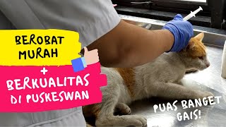 Biaya Berobat Kucing Murah Tapi Berkualitas  ke Puskeswan | My Cats Diary