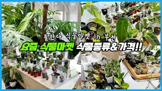 요즘 식물마켓엔 어떤 식물을 얼마에 판매할까요?? 풀판다 식물마켓 부천편!!