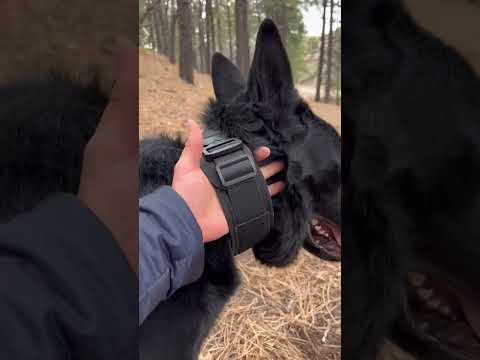 Train & Protect: Tactical Dog Collar with Handle for Safe, Strong Leash Control!