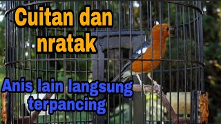 Download lagu Cuitan Anis merah ampuh memancing Anis merah jantan yang macet mp3