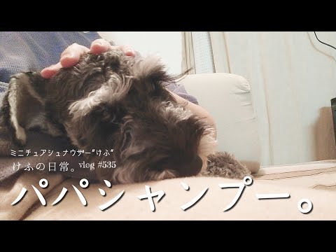 パパシャンプー。けふの日常。【miniature schnauzer 】 【 vlog 】 #535