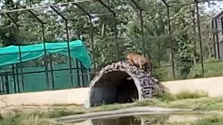 preview picture of video 'Tiger Safari Mukundpur Rewa'