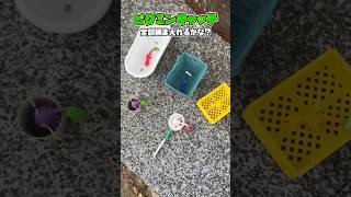 ピクミンキャッチできるかな？【ピクミンの歌】 #shorts #pikmin #ピクミン