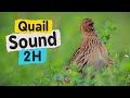 Quail Sound 2 Hours High Resolution