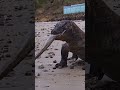 Komodo dragons ambush electric eels #shorts #terding #viral