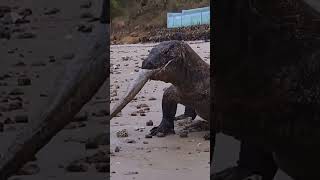 Komodo dragons ambush electric eels #shorts #terding #viral