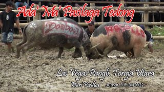 Download lagu Serunya Tedong Silaga Las Vegas Pangli, 01 Juli 2022 ( Toraja Buffalo Fight ). mp3