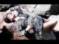 Geeta Basra Hot Photo Shoot Www Hindi Links4u Net