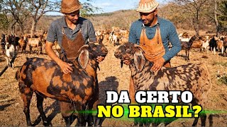 SIROHI no BRASIL: essa cabra indiana teria espaço aqui?
