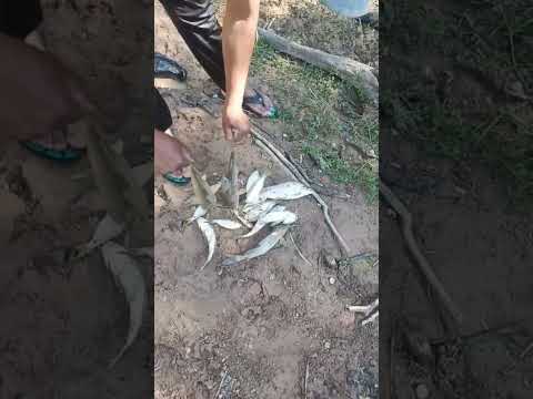 era un video para el tio pescador#Bolivia#chuquisaca#monteagudo.