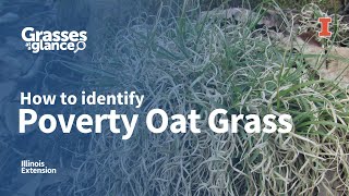 How to Identify Poverty Oat Grass - Grasses at a Glance