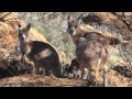 Kangaroo Ear Dance