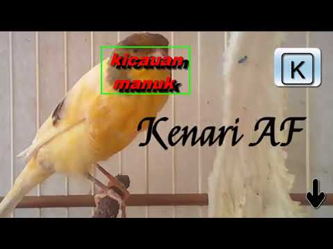 download lagu mp3 mp4 Masteran Kenari Lokal Juara, download lagu Masteran Kenari Lokal Juara gratis, unduh video klip Masteran Kenari Lokal Juara