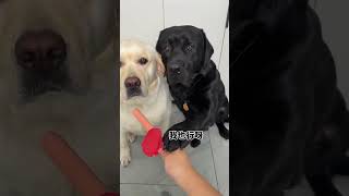Dog: i am not fool man, but you are such a devil, There is a stupid dog at home Cute pet debut plan