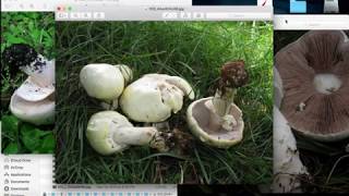 Mushroom Classification via Deep Learning