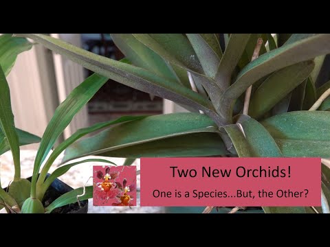, title : 'Two New Orchids! | Phalaenopsis (Doritis) pulcherrima & Carolara (What's This?) Kathryn the Great'