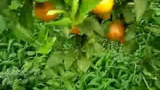 preview picture of video 'Trip to Citrus Garden in Karo Regency'