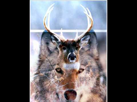 Sophie Ellis-Bextor-The Deer & The Wolf