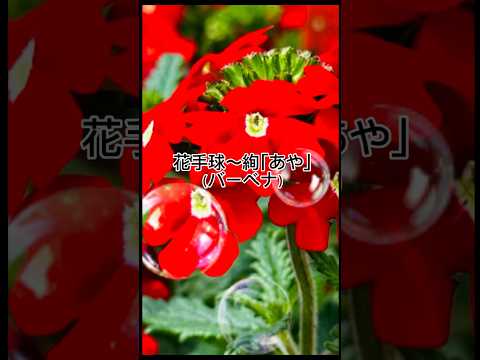 本物のバーベナ 植物