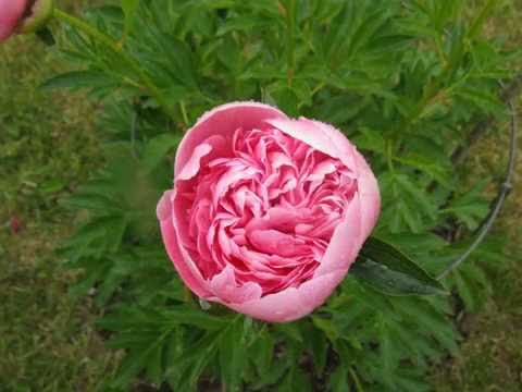 kalsnavas arboretums