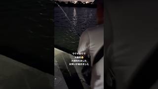#釣り #フィッシング #海 #ウナギ釣り #釣りガール