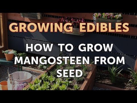 How to Grow Mangosteen From Seed