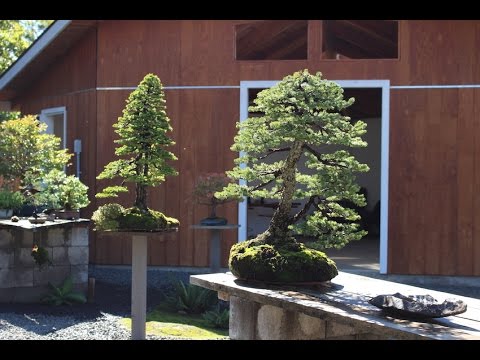 Michael Hagedorn's bonsai garden