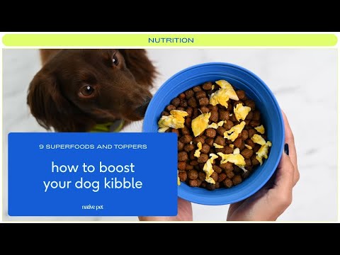 How to Improve Your Dog’s Kibble with Superfoods