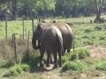 Los elefantes se animan unos a otros cuando están angustiados