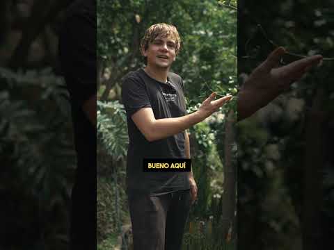 Orugas 🐛, mariposas 🦋, metamorfosis en el maracuyá | Teo Robledo