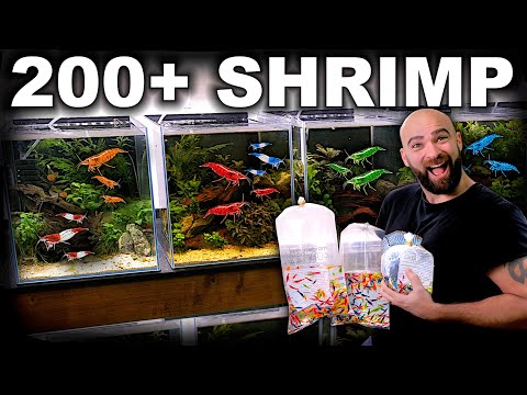 Seriously Upping My Shrimp Collection