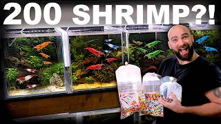 5 New Shrimp Tanks... Was This Too Much?